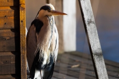 fiskehejre - Foto af John Kragenskjold