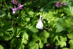 DSCF6066
