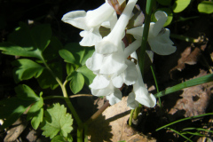 DSCF6070