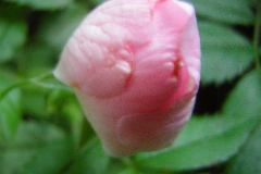 DSCN8155