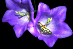 DSCN8226