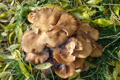 P1100182
