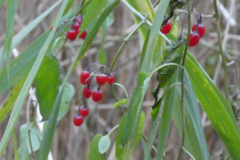 P1100239